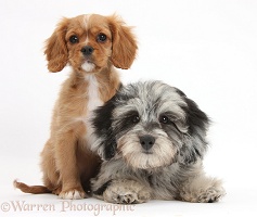 Black-and-grey Daxiedoodle pup, and Ruby Cavalier pup