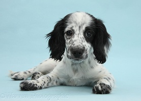 Black-and-white puppy on blue background