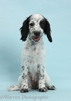 Black-and-white puppy on blue background
