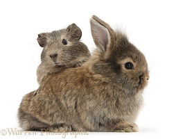Baby agouti bunny and Guinea pig