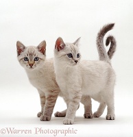 Sepia kittens standing