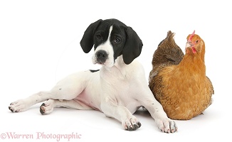 English Pointer puppy and chicken