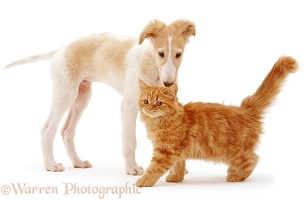 Borzoi puppy and ginger kitten