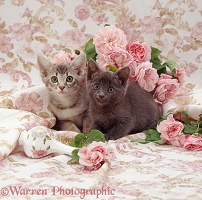 Blue and tabby kittens with pink roses