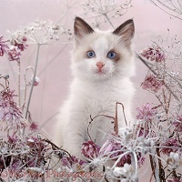 Ragdoll-cross kitten among snow flowers