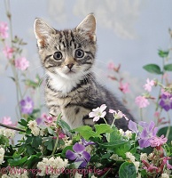 Tabby kitten among flowers
