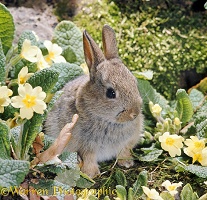 Baby bunny among Primroses