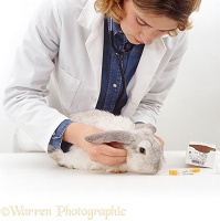 Vet examining rabbit