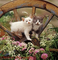 Kittens with wheel and flowers