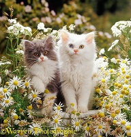 Kittens and flowers