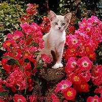 Kitten and pink roses