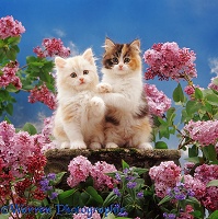 Two kittens and flowers