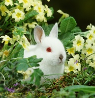 Baby white Himalayan Dwarf bunny