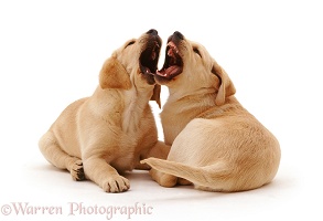 Labrador puppies mouthing