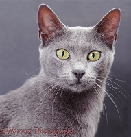 Blue Bengal x Burmese cat on grey background