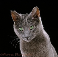 Russian Blue female cat on black background