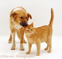 Dog licking a ginger cat