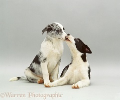 Blue merle and black-and-white Border Collie pups kissing
