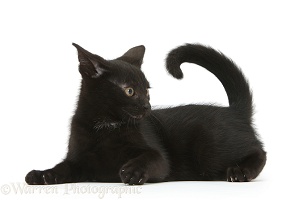Cheeky looking playful black kitten