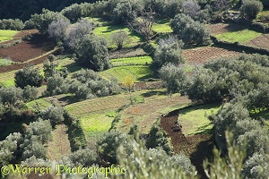 Berber agriculture, western Atlas foothills
