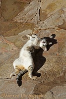 Playful cat rolling on its back in the sun