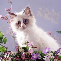 Ragdoll kitten among spring flowers