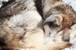 Husky curled up and sleeping