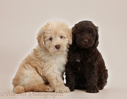 Cute Toy Goldendoodle puppies on beige background