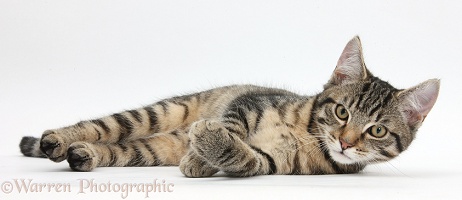 Tabby kitten lying lying on his side
