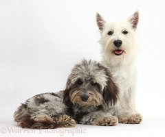 Westie and Daxiedoodle