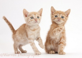 Two Ginger kittens, 5 weeks old