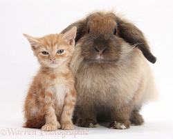 Ginger kitten and comical Lionhead-Lop rabbit