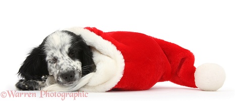 Sleepy black-and-white puppy in a Santa hat