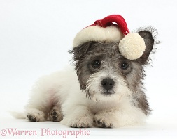 Jack Russell x Westie pup wearing a Santa hat