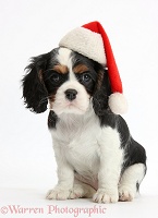Cavalier puppy wearing a Santa hat