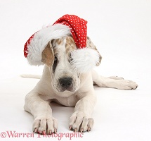 Great Dane puppy wearing a Santa hat