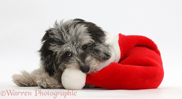Daxiedoodle puppy in a Santa hat