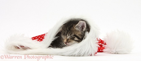 Cute tabby kitten, asleep in a Santa hat
