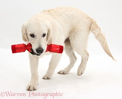 Golden Retriever dog, carrying a Christmas cracker