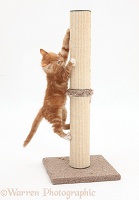 Ginger kitten climbing a scratch post