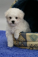 Cute Bichon Frise pup in an igloo bed