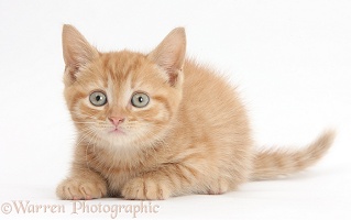 Ginger kitten crouching