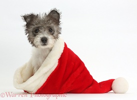 Jack Russell x Westie pup in a Santa hat