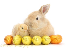 Sandy rabbit and yellow bantam chick with Easter eggs