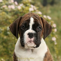 Boxer puppy, 8 weeks old