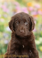 Liver Flatcoated Retriever puppy, 6 weeks old
