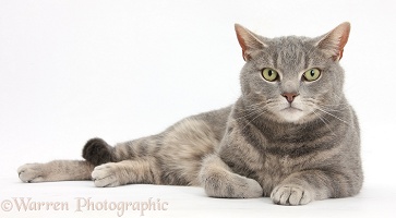 Tabby male cat