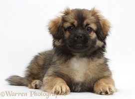 Tibetan Spaniel dog puppy