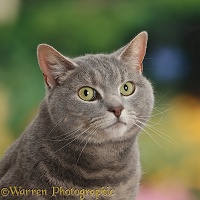 Tabby male cat portrait