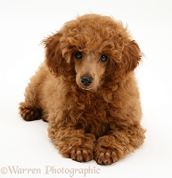 Red Toy Poodle pup